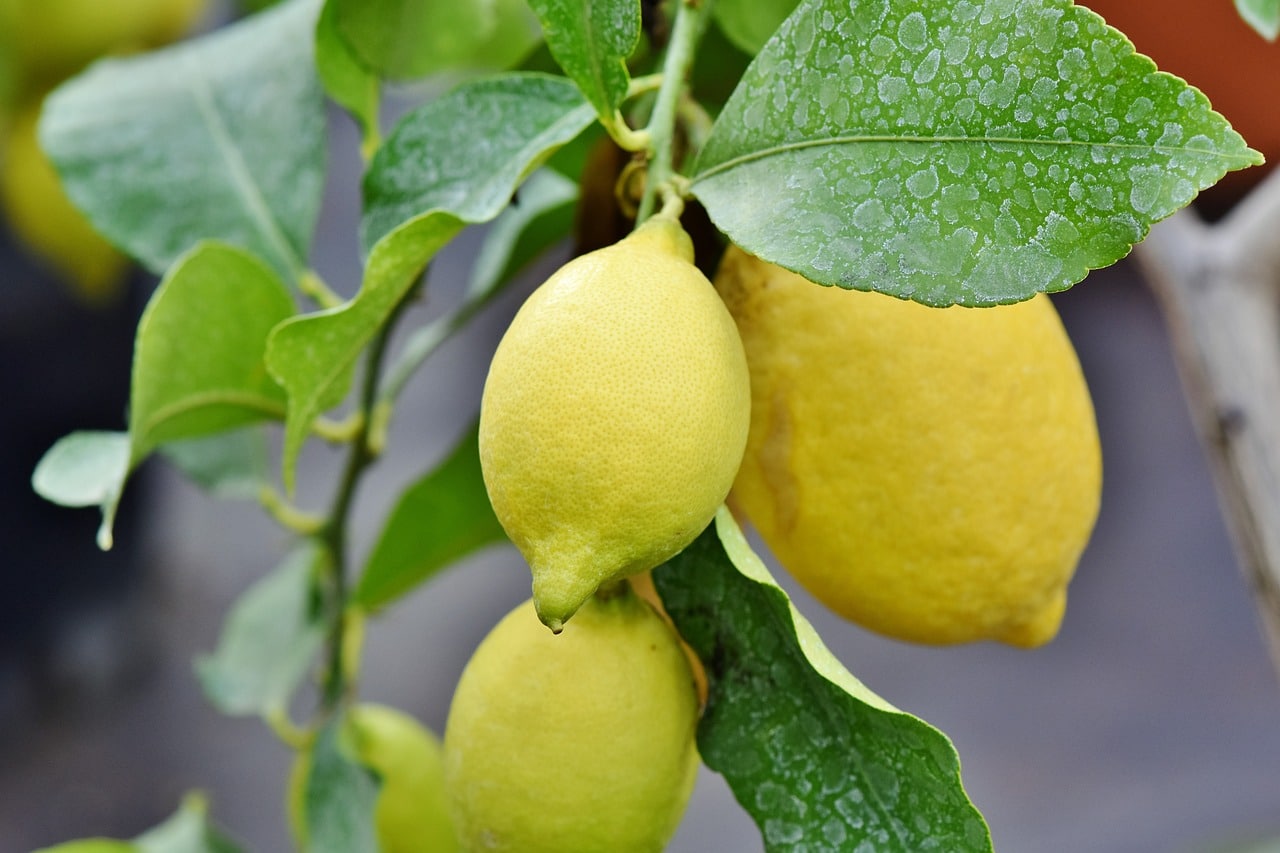 Les feuilles de mon citronnier tombent : Causes et solutions